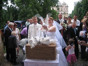 Lansari Porumbei Albi Nunta Iasi